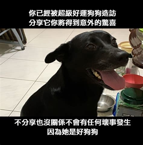 好運小狗